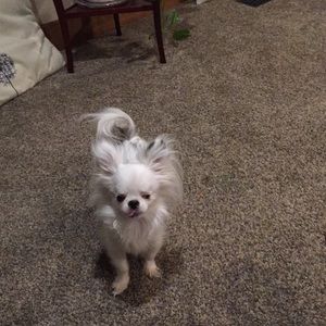 Meet your Posher, Shannon